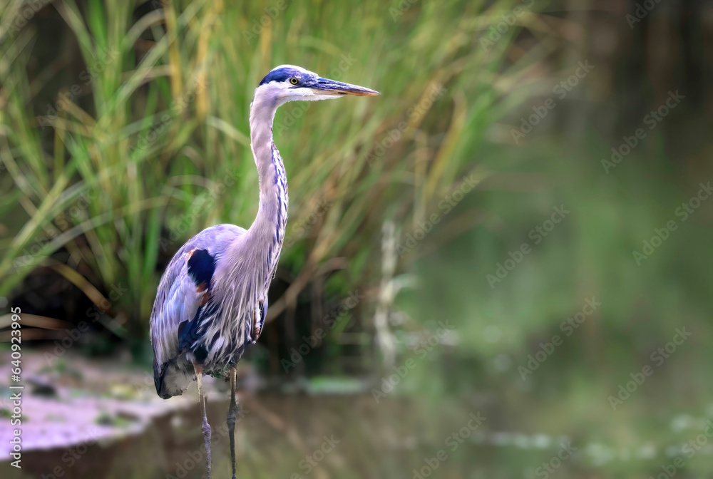 Blue Heron at Chatham, Cape Cod Marsh and Waterway Blue Heron at Chatham, Cape Cod Marsh and Waterway