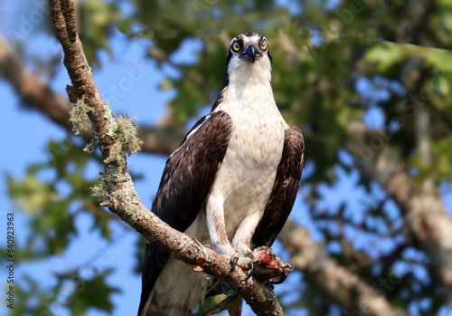 Osprey on Tree Branch at Chatham, Cape Cod