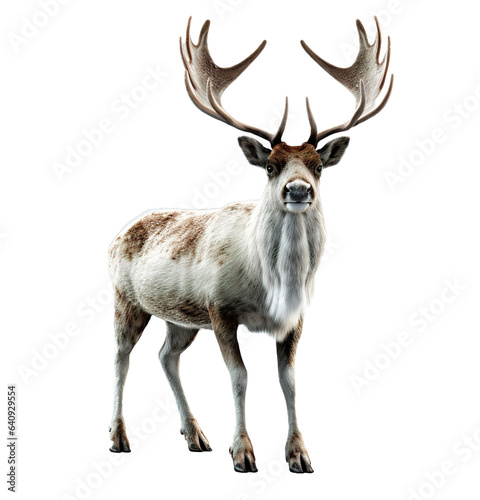 Reindeer full body shot over white transparent background © Pajaros Volando