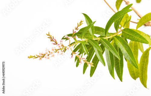 Fresh organic lemon verbena leaves - Aloysia citrodora photo
