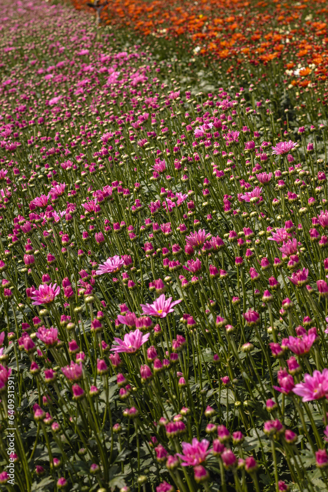 Flores com folhas rosas na cidade de Holambra, Estado de São Paulo, Brasil