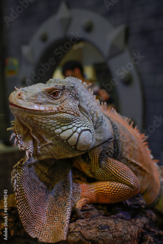 Iguanas are considered reptiles. Classified in the same group as the lizards that we can see online.