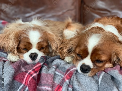Twin Brown and White Cavalier King Charles Spaniels sleeping on a red and grey blanket on a leather couch.  © LAZERBLAST