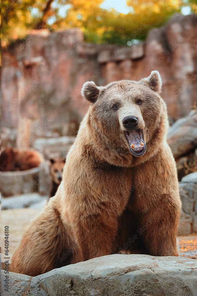 Fototapeta premium Brown bear sitting looking straight ahead while opening its mouth.