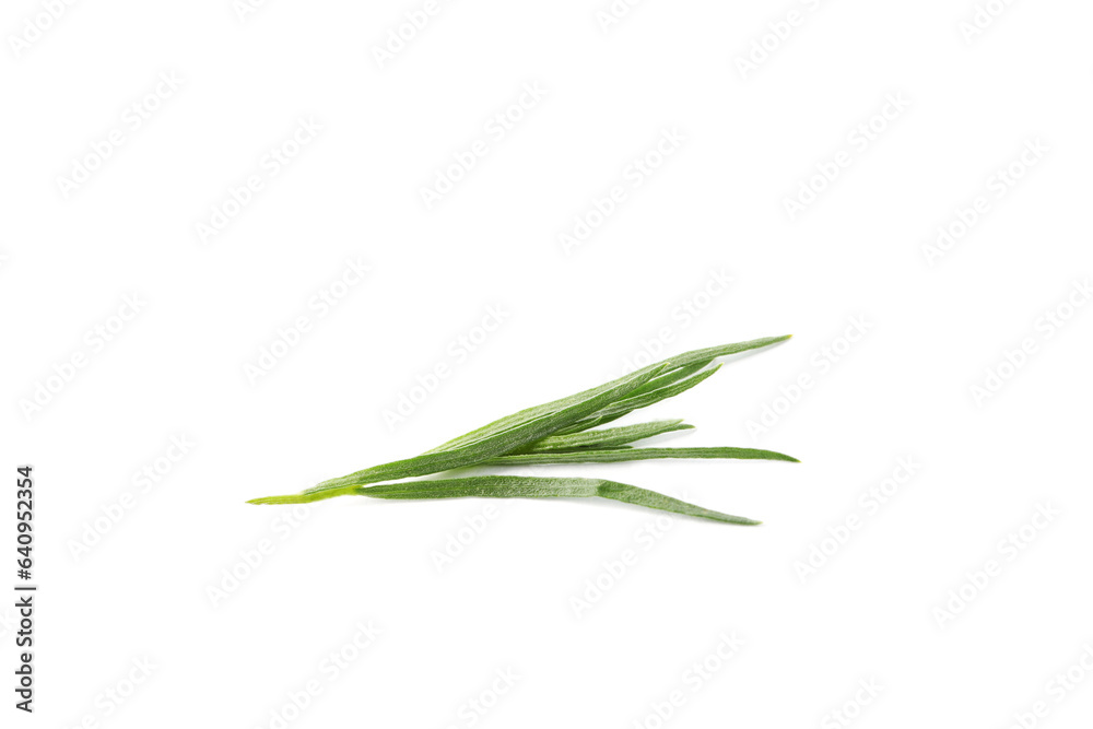 One sprig of fresh tarragon on white background One sprig of fresh tarragon on white background