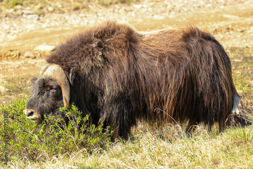 A bull musk ox, Ovibos moschatus, is browsing a bush