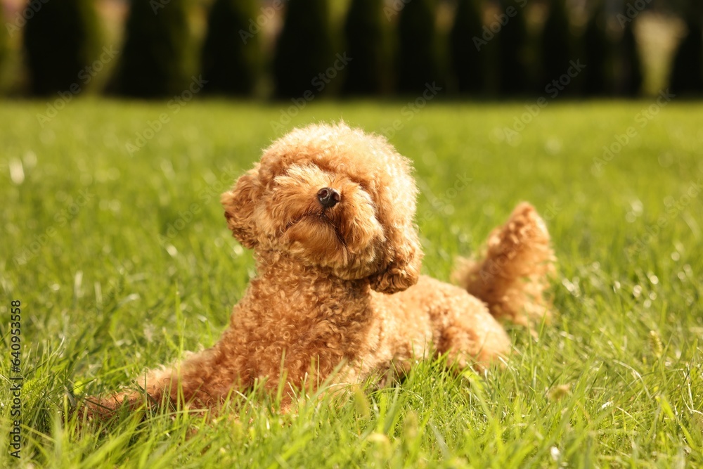 Cute Maltipoo dog on green lawn outdoors Cute Maltipoo dog on green lawn outdoors