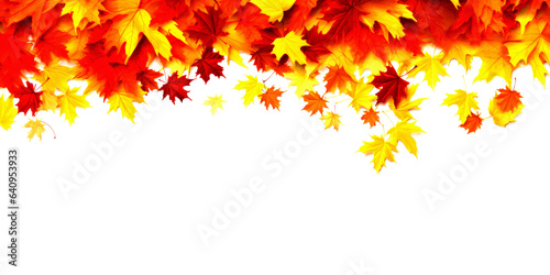 Vibrant maple autumn leaves on white background with place for text