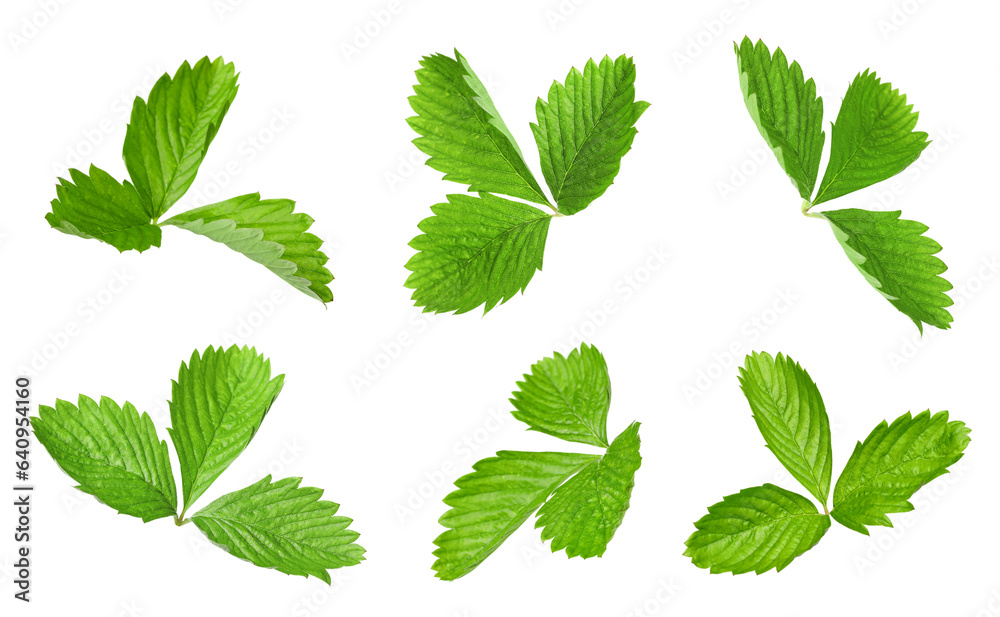 Set with bright green wild strawberry leaves isolated on white Set with bright green wild strawberry leaves isolated on white
