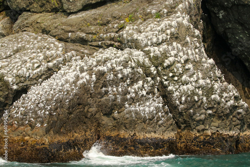 A colony of black-legged kittiwakes, Rissa tridactyla, on an ocean cliff