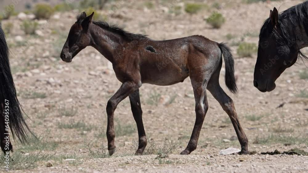 View of yearling wild horse walking through the desert following its mother. View of yearling wild horse walking through the desert following its mother.