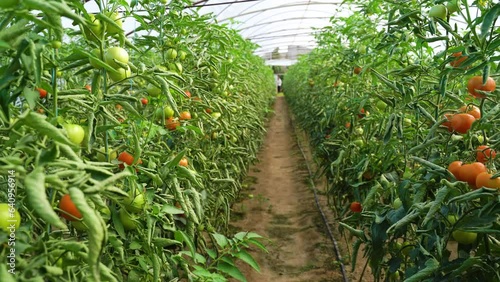  Explore a tomato greenhouse where sustainable farming techniques are used to cultivate thriving tomato plants in an indoor setting, showcasing modern agriculture practices and innovation.