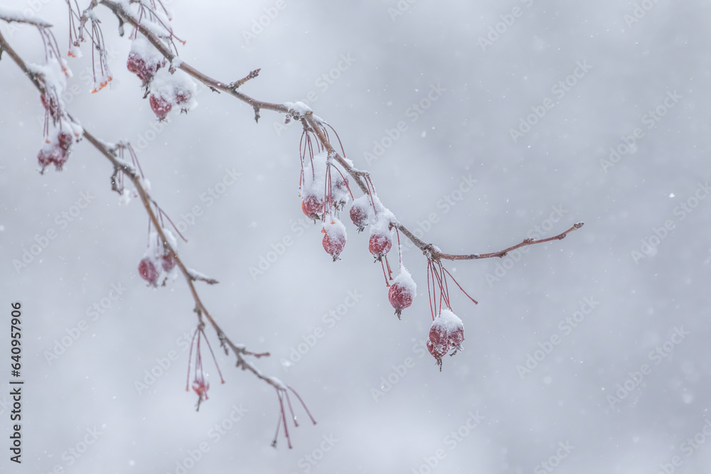 Obraz premium snow covered branches in snow storm