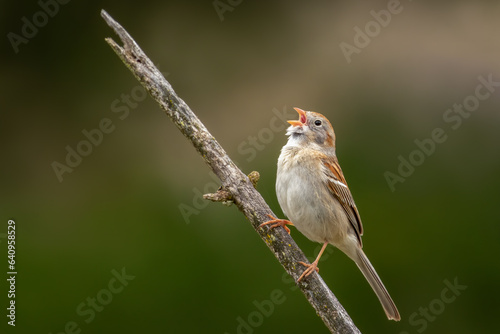 singing bird on branch