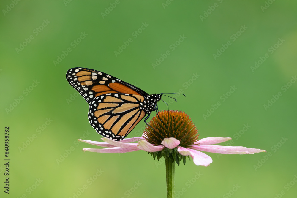 monarch on coneflower monarch on coneflower