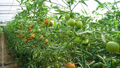  Explore a tomato greenhouse where sustainable farming techniques are used to cultivate thriving tomato plants in an indoor setting, showcasing modern agriculture practices and innovation.