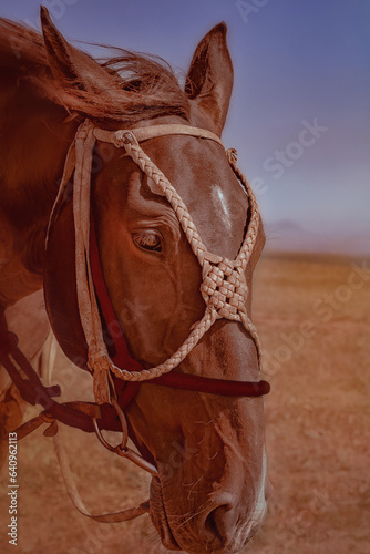Portrait of a brown horse close-up