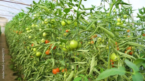  Explore a tomato greenhouse where sustainable farming techniques are used to cultivate thriving tomato plants in an indoor setting, showcasing modern agriculture practices and innovation.