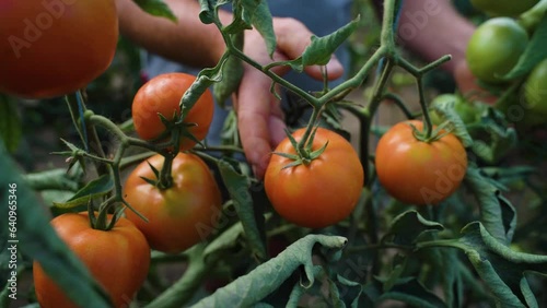  Explore a tomato greenhouse where sustainable farming techniques are used to cultivate thriving tomato plants in an indoor setting, showcasing modern agriculture practices and innovation.