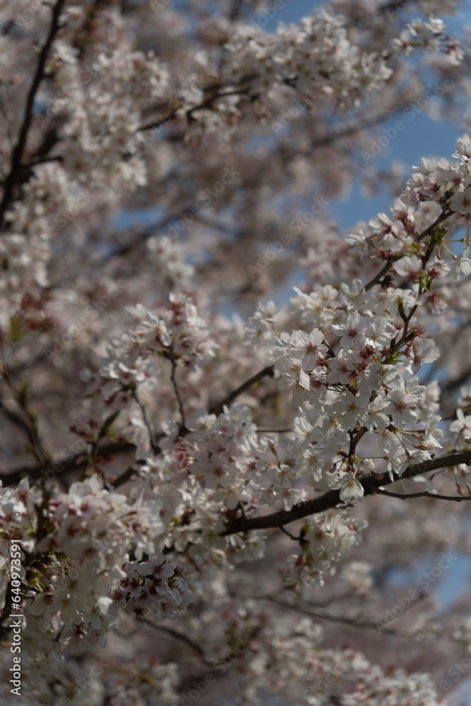 cherry tree blossom cherry tree blossom