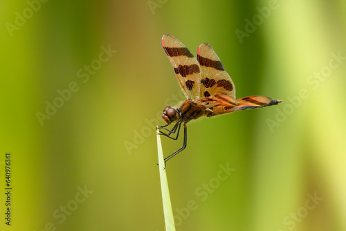 Halloween Pennant (Celithemis eponina) Dragonfly, common flying insect species in Minnesota and a native. Distinctive orange color with dark wing bands. Often seen buzzing around wetlands photo