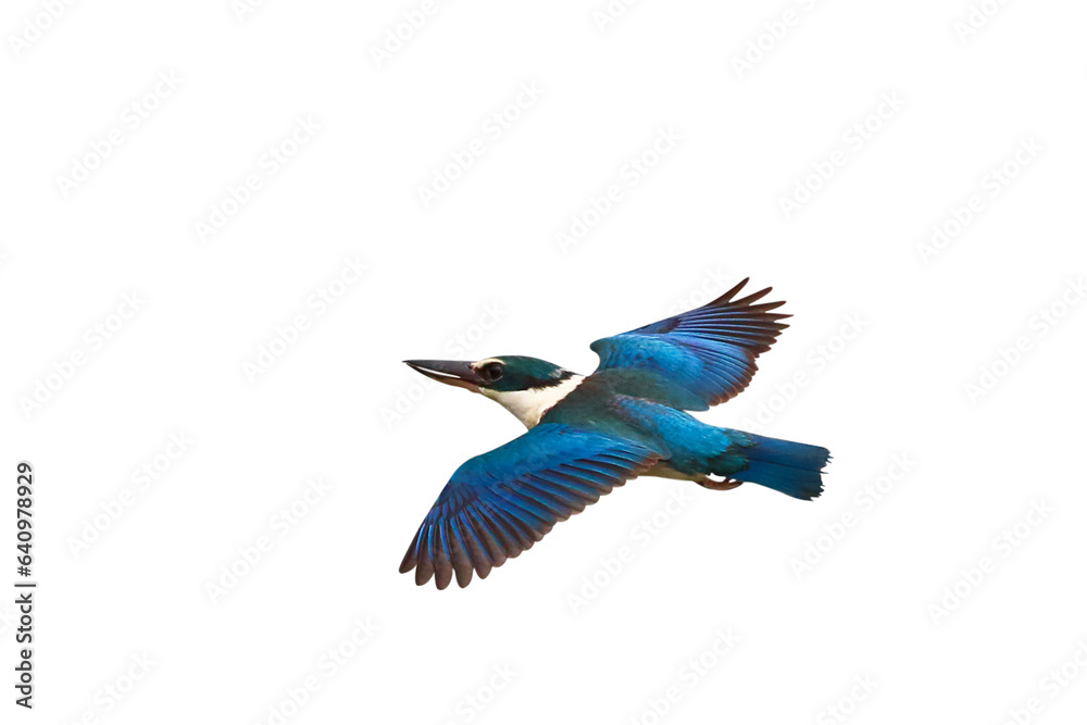 Beautiful of Collared kingfisher flying isolated on transparent background png file