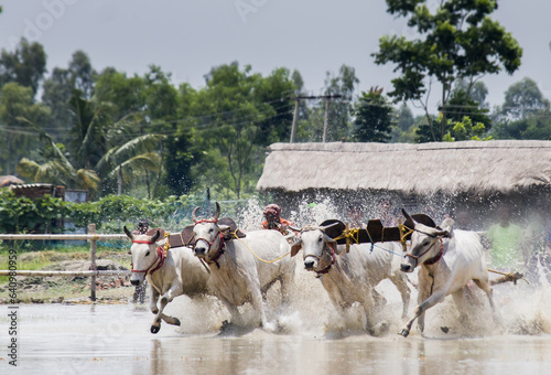 Bulls running on water logged farm land during cattle race called MOICHARA in West Bengal. Pair of ox or bulls tied together and riding is done by farmers. Unique cultural tradition. photo