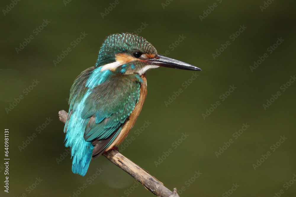 custom made wallpaper toronto digitalClose up image of Male Common Kingfisher perching on a branch.