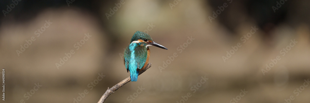 Male Common Kingfisher perching on a branch. Male Common Kingfisher perching on a branch.