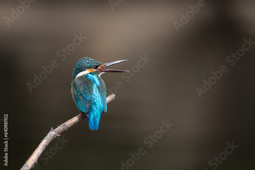 Male Common Kingfisher perching on a branch.