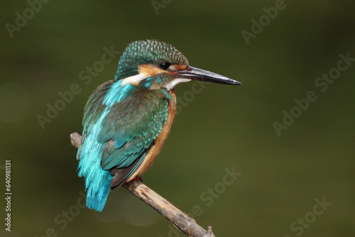 Close up image of Male Common Kingfisher perching on a branch.