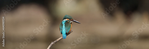 Male Common Kingfisher perching on a branch. © hit1912
