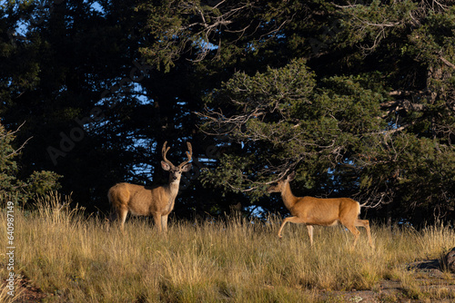 Fototapeta Naklejka Na Ścianę i Meble -  Mule Deer Herd