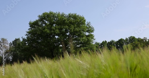 Wallpaper Mural one oak with green foliage in the summer field, a beautiful oak tree in sunny weather Torontodigital.ca