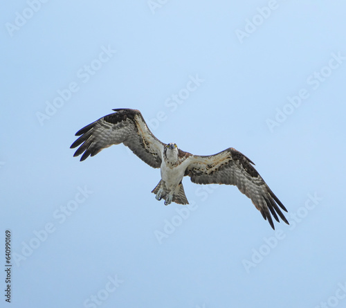 close up on osprey flying in sky