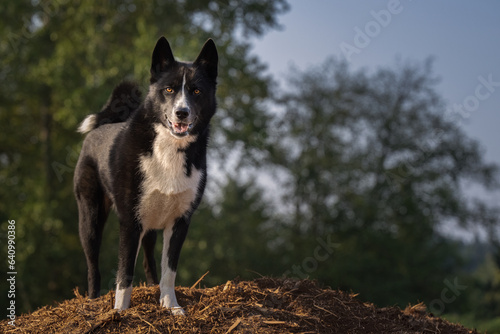 2023-08-27 A BLACK AND WHITE KARELIAN BEAR DOG STANDING ON A LARGE PILE OF WOOD CHIPS WITH TREES IN THE BACKGROUND AT THE OFF LEASH DOG AREA AT THE MARYMOOR PARK IN REDMOND WASHINGTON photo