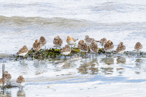 Photography Red necked Stint bird