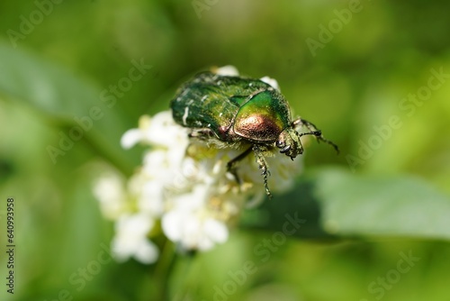 Cetonia aurata, Rose chafer, Beetle