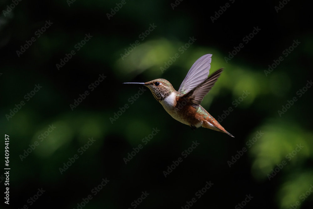 Naklejka premium Rufous hummingbird bird
