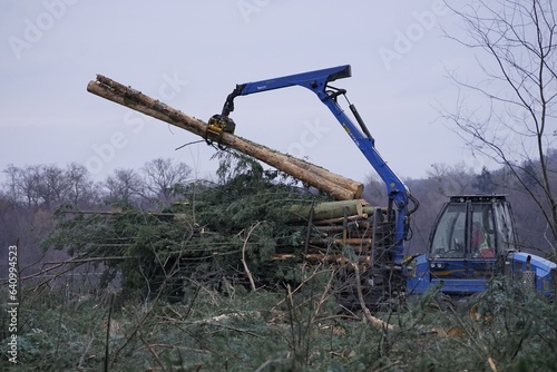 clearance forest logs felled cut