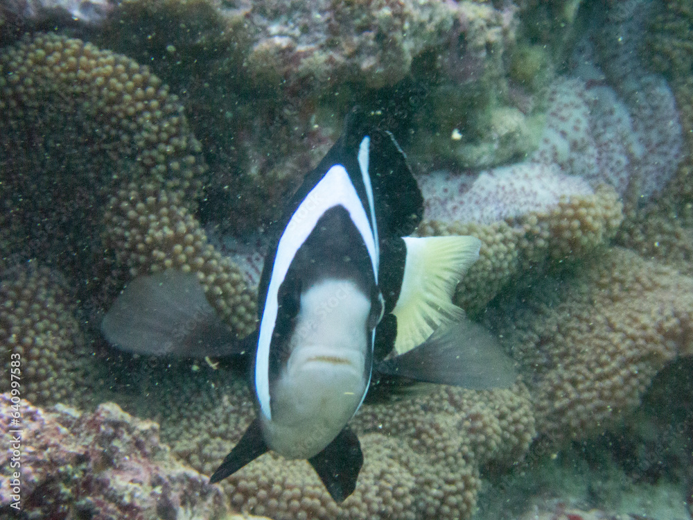 Fototapeta premium Front face of Clark's Anemonefish