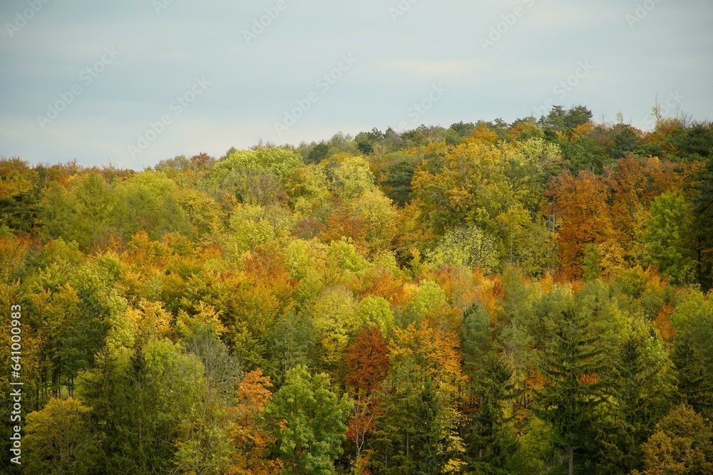 forest,trees,fall,autumn,landscape