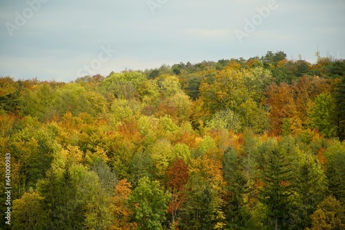 Fototapeta Naklejka Na Ścianę i Meble -  forest,trees,fall,autumn,landscape
