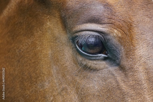 horse eye equine equestrian