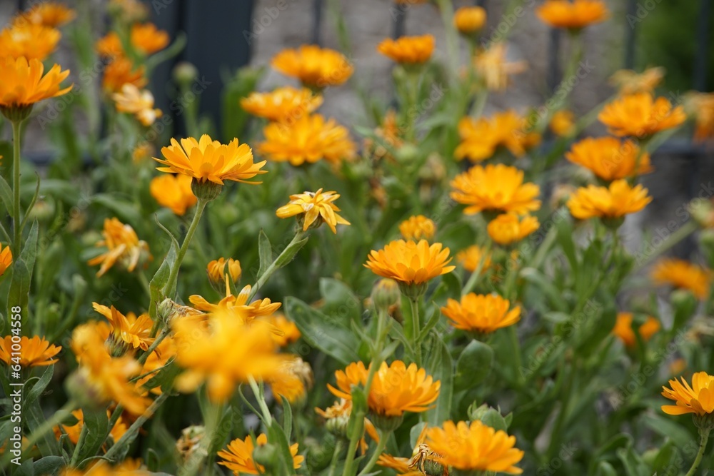 marigold,calendula,orange,flowers
