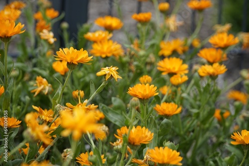 marigold,calendula,orange,flowers