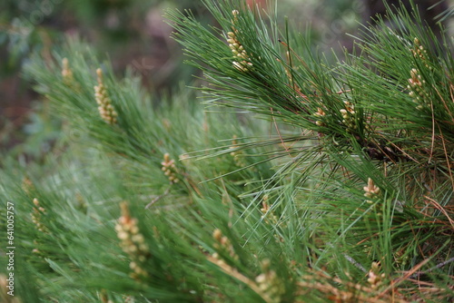 Australian pine