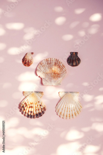 Scallop seashells beach collection.