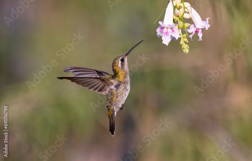 Eager hummingbird flies up to Desert Willow blossoms at Fort Lowell Park, an urban oasis, in Tucson, Arizona