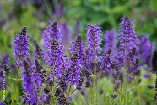 wallpaper salvia sage plant nature